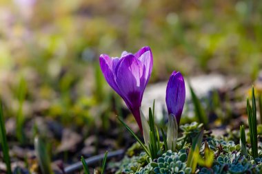 Bahar bahçesinde mor timsahlar. 