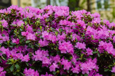 İlkbaharda Rhododendron dauricum