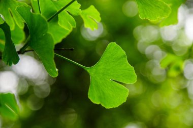 Ginkgo Biloba yaprakları. Relict Ginkgo biloba ağacı. İlaç fabrikası. Ginkgo biloba ile yeşil arkaplan.