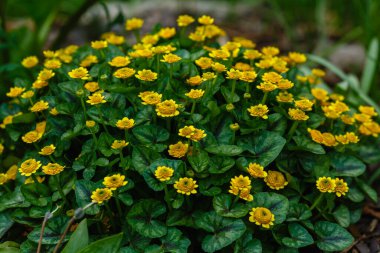 Sarı fincarya verna çiçeklerine yakın çekim, daha az celandin ya da pilewort olarak bilinir.