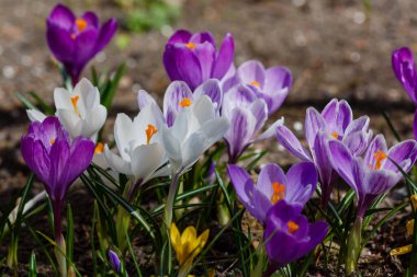 Bahar bahçesinde mor, beyaz ve sarı timsahlar. 