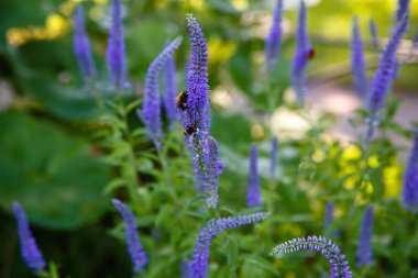 Çiçekli Veronica Spicata ya da bahçede uzun yapraklı yarış pisti. Veronica 'nın mavi çiçekleri yeşil arka planda.