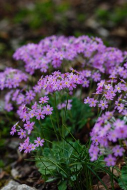 Bahar bahçesinde Primula farinosa.
