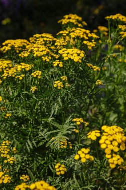 Tanasetum vulgare doğal arka planda. Tansy sarı çiçekleri 