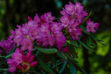 İlkbaharda Rhododendron dauricum