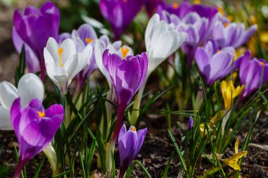 Bahar bahçesinde mor, beyaz ve sarı timsahlar. 