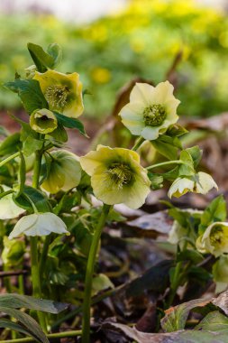 Bahar bahçesinde güzel yeşil karabatak (Helleborus kokusu)