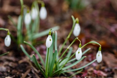 Kar damlası bahar bahçesi çiçekleri. Genel kar damlası (Galanthus nivalis) çiçekleri doğal yeşil arkaplanda.