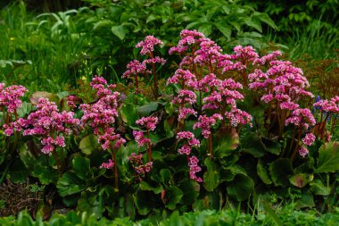 Bahar bahçesinde Bergenia crassifolia. Bergenia 'nın pembe çiçekleri.