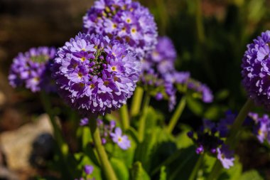 Primula denticulata (Drumstick Primula). Doğal arka planda mor bahçe çiçekleri.