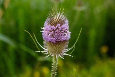 Botanik bahçesinde açan Dipsacus sativus (Lashakakigusa) çiçeği.