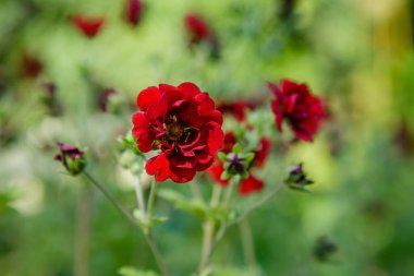 Bahçede kan melezi (Potentilla hybrida). Yaz mevsiminde potentilla melezinin kırmızı çiçeği