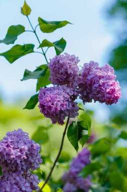 Bahar bahçesinde çiçek açan leylak (şırınga vulgaris). Doğal arka planda pembe leylak