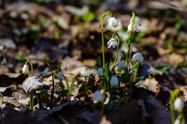 Leucojum vernum, ilkbaharda açan beyaz bir çiçektir ve bir kar damlasına benzer. Leucojum vernum uzun ömürlü bir bitkidir. Galanthus vernus, Nivaria verna, Erinosma verna