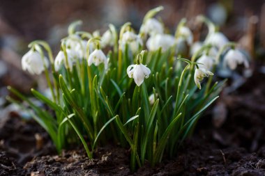 Bahar bahçesinde güzel kar damlaları. Doğal arka planda güzel beyaz kardelen (Galanthus).