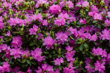 İlkbaharda Rhododendron dauricum