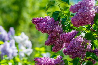 Bahar bahçesinde çiçek açan leylak (şırınga vulgaris). Doğal arka planda mor leylak.