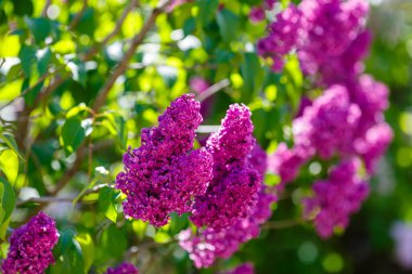 Bahar bahçesinde çiçek açan leylak (şırınga vulgaris). Doğal arka planda mor leylak.