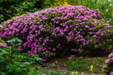 İlkbaharda Rhododendron dauricum