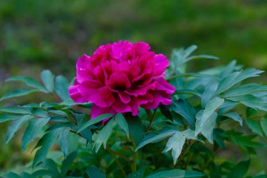 Peony ağacının güzel çiçeği (Paeonia funruticosa) yaz bahçesinde
