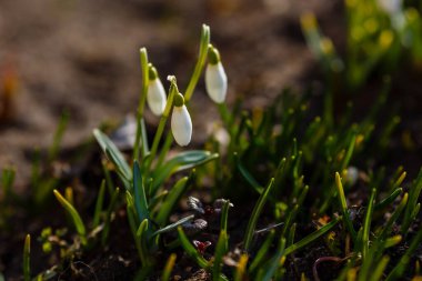 Kar damlası bahar bahçesi çiçekleri. Genel kar damlası (Galanthus nivalis) çiçekleri doğal yeşil arkaplanda.