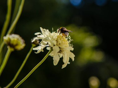 Bir arı, scabiosa çiçeğinin polenini toplar. Bir krem iğnesini dölleyen arı (scabiosa ochroleuca) çiçeği