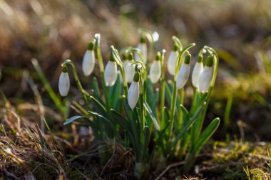 Kar damlası bahar bahçesi çiçekleri. Genel kar damlası (Galanthus nivalis) çiçekleri doğal yeşil arkaplanda.
