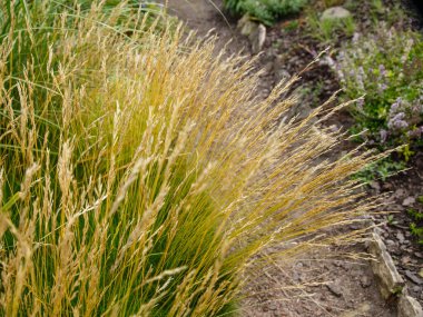 Festuca ovina, otların bir türüdür.