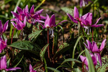 Bahar bahçesinde eritranyum sibiriktum. Eritranyum mağaraları ya da köpek dişi menekşesi pembe çiçekler..