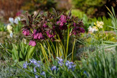 Bahar bahçesinde Lenten Rose (Helleborus Kafkasya). Helleborus abchasicus.