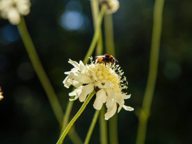 Bir arı, scabiosa çiçeğinin polenini toplar. Bir krem iğnesini dölleyen arı (scabiosa ochroleuca) çiçeği