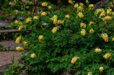 Parkta güneşli bir çayır ya da çiçekli bir bahçe Corydalis. Yaz ya da bahar yeşili arka plan. Çiçek açan alan, çimen.
