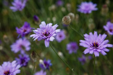 Catananche caerulea, Eros 'un dartı, mavi cupidone, ve doğal arka planda cerverina.