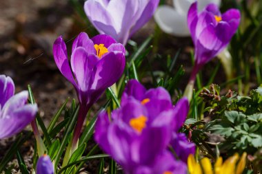 Bahar bahçesinde mor timsahlar. 