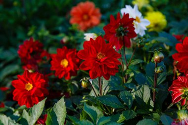 Bahçede yıllık yıldız çiçekleri.