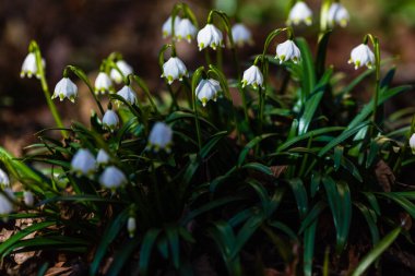 Leucojum vernum, ilkbaharda açan beyaz bir çiçektir ve bir kar damlasına benzer. Leucojum vernum uzun ömürlü bir bitkidir. Galanthus vernus, Nivaria verna, Erinosma verna