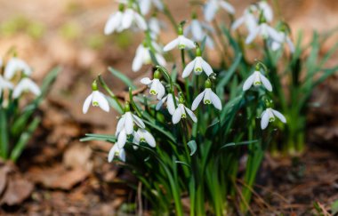 Bahar bahçesinde güzel kar damlaları. Doğal arka planda güzel beyaz kardelen (Galanthus).