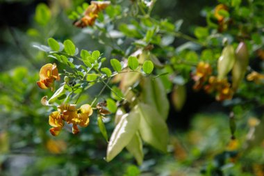 Bahçedeki kolutea ağaçlarının orada. Parlak turuncu çiçekler ve tohumlar