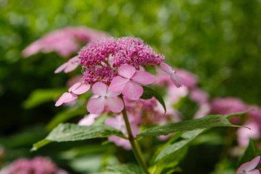 Ortanca Koreana pembe çiçeklerle çiçek açar. 