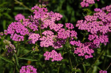 Achillea Millefolium pembesi çiçek açmış. Bahçedeki şifalı bitkiler