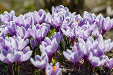 Bahar bahçesinde mor timsahlar. 