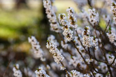 Beyaz Daphne mezereum çiçeklerinin dalları