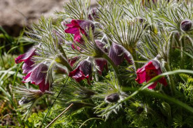 Doğu nilüfer çiçekleri ya da Kaya zambakları, çayır kruvazörü, kesme yaprak şakayığı (Pulsatilla patens) bahçede çiçek açar