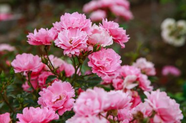 Yaz bahçesinde açan pembe güller.