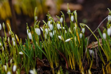 Kar damlası bahar bahçesi çiçekleri. Genel kar damlası (Galanthus nivalis) çiçekleri doğal yeşil arkaplanda.