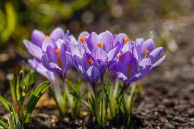 Bahar bahçesinde mor timsahlar. 