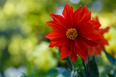 Yıllık yıldız çiçekleri bahçede.