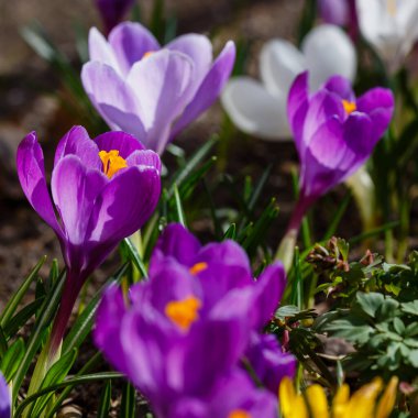Bahar bahçesinde mor timsahlar. 