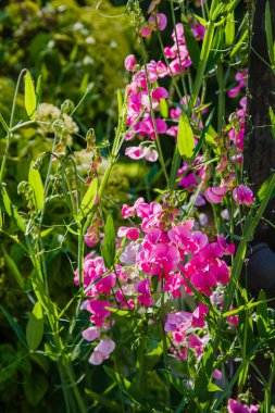 Bahçede latilus çiçeği var. Yeşil arka planda tatlı bezelye çiçekleri