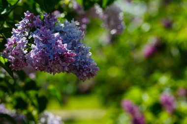 Bahar bahçesinde çiçek açan leylak (şırınga vulgaris). Doğal arka planda leylak